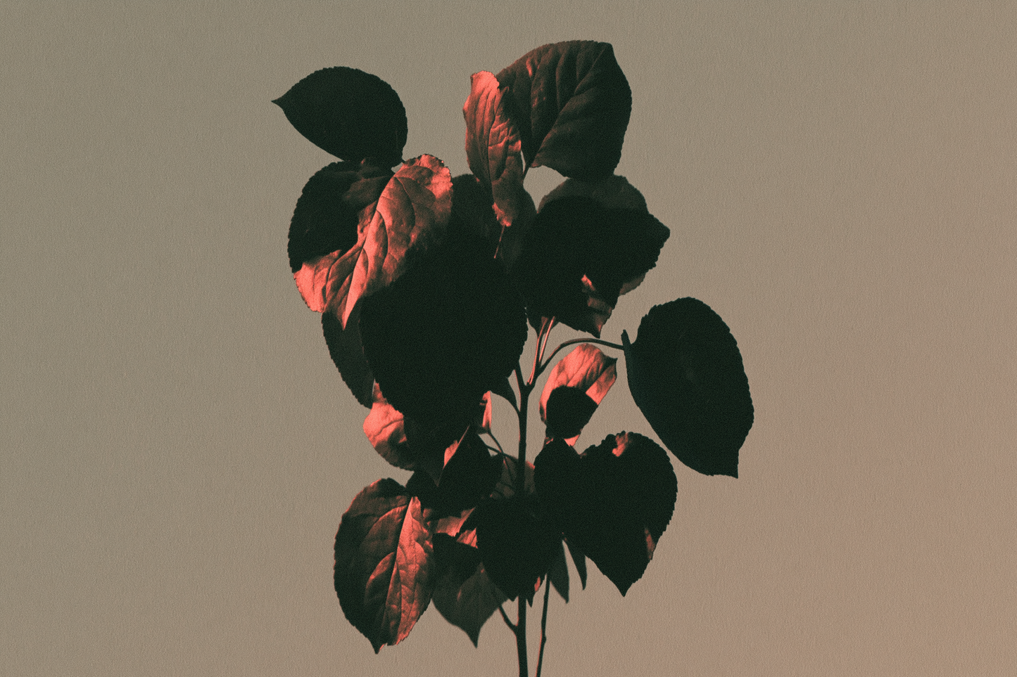 Red Leaves in Low Light